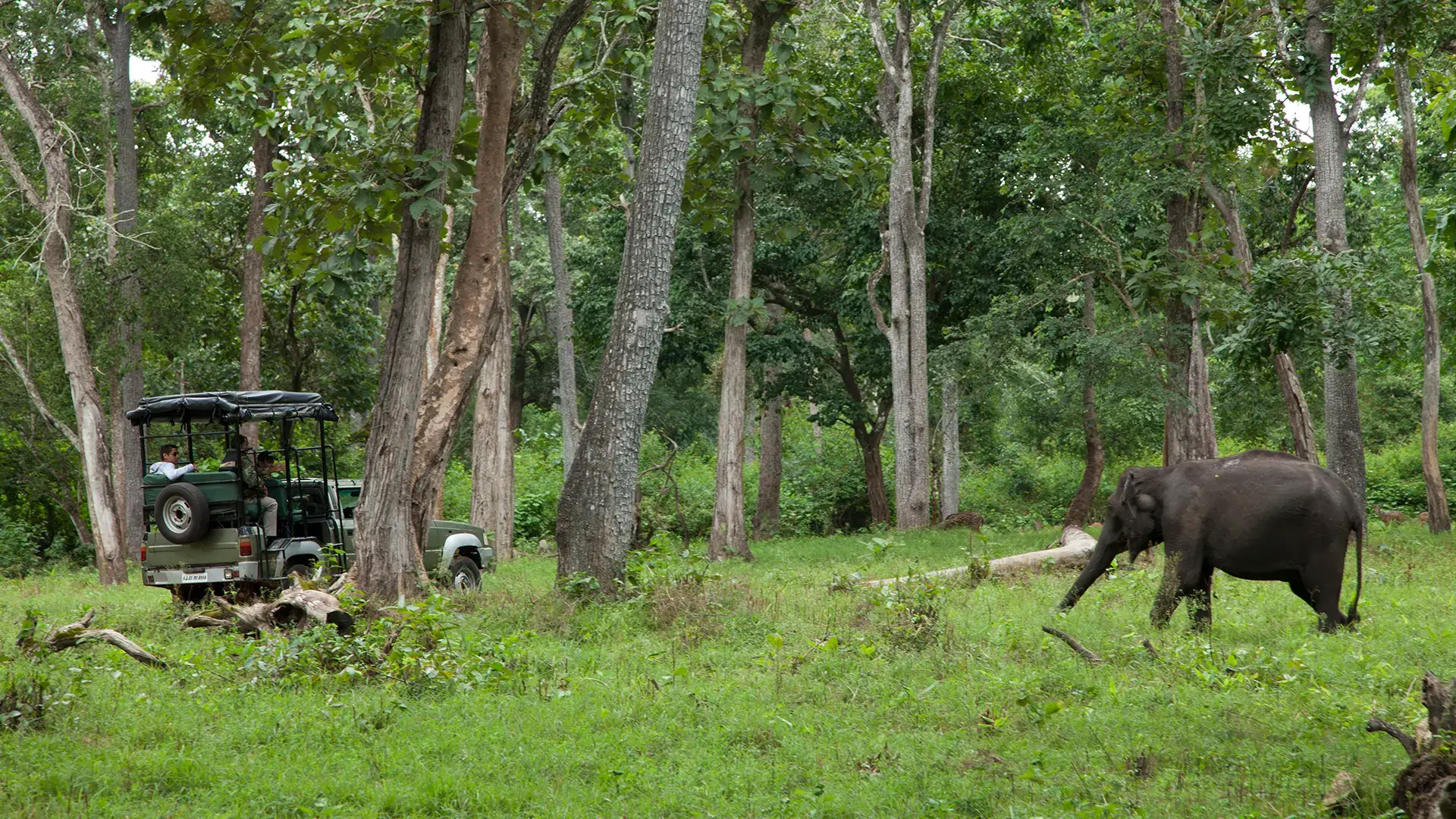 Elephants walking through Kabini forest during a wildlife safari near Waterwoods Lodge