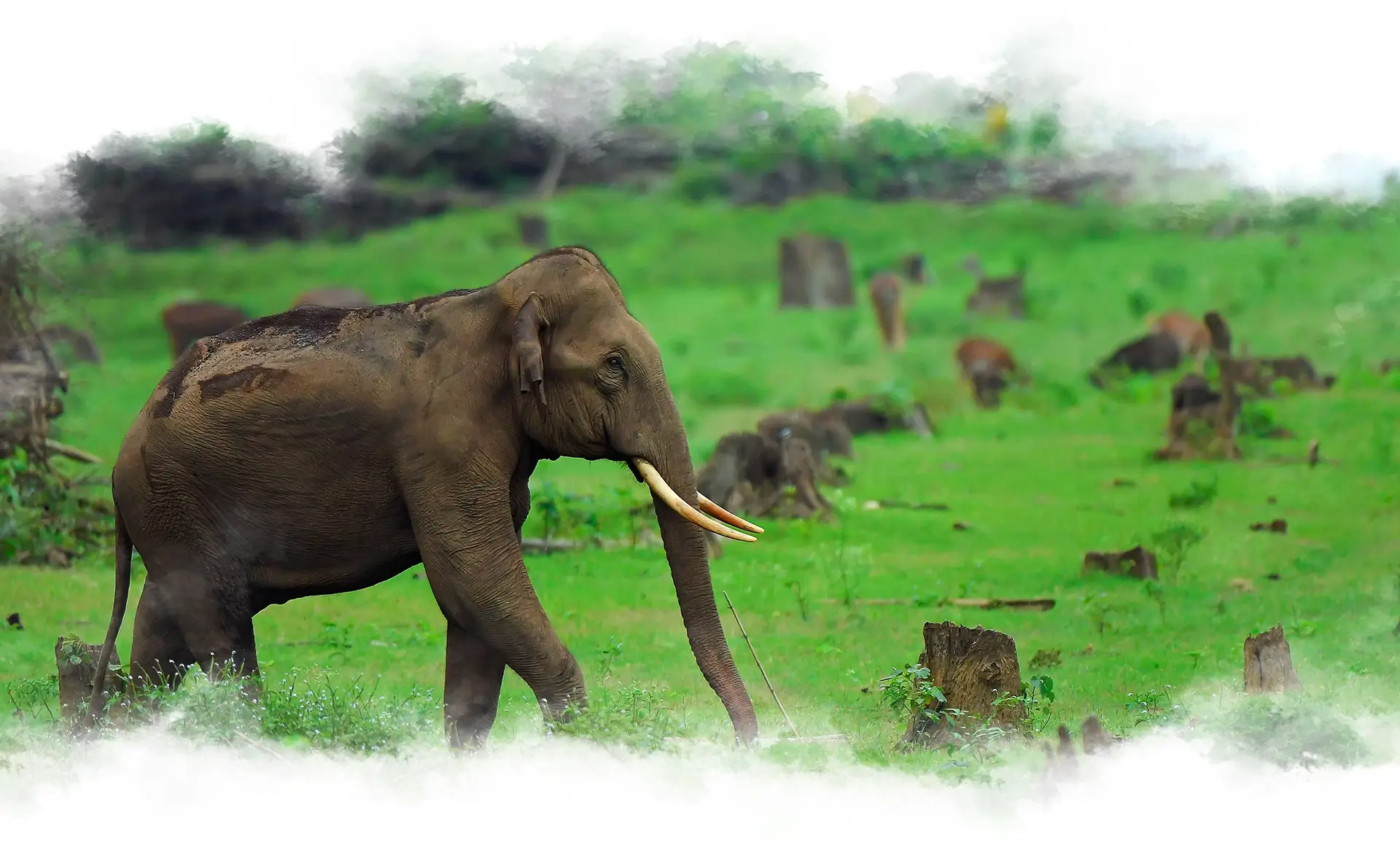 Kabini Elephants by River Waterwoods