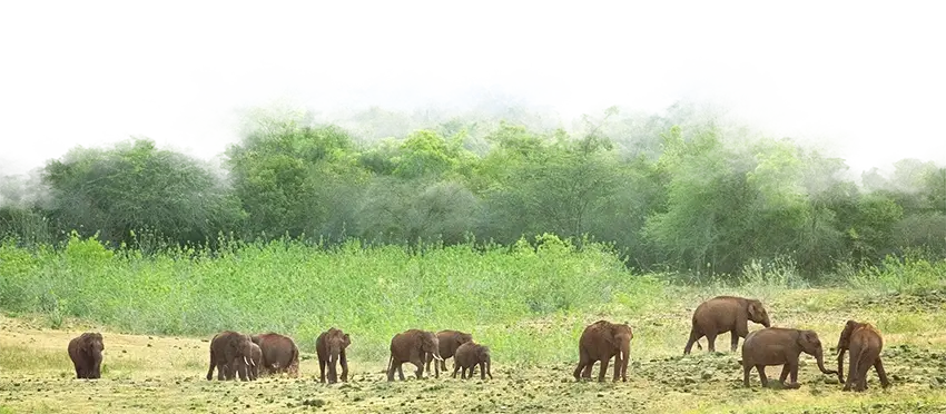 Herd of wild elephants walking through the green forests of Kabini near Waterwoods Lodge, part of the Nilgiri Biosphere Reserve