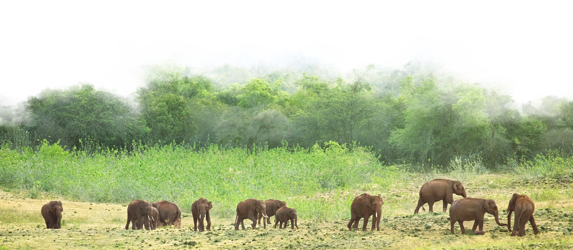 Kabini Elephants Nagarhole Forest Waterwoods