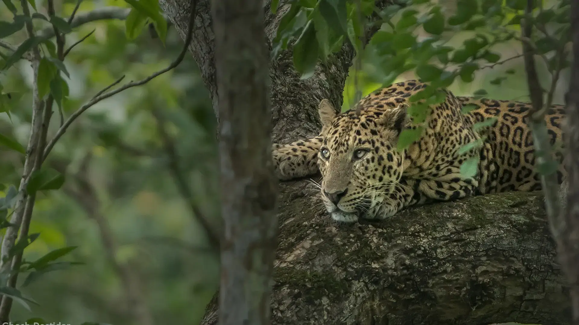 Leopard resting on a tree branch spotted in Nagarhole forest near Waterwoods Kabini