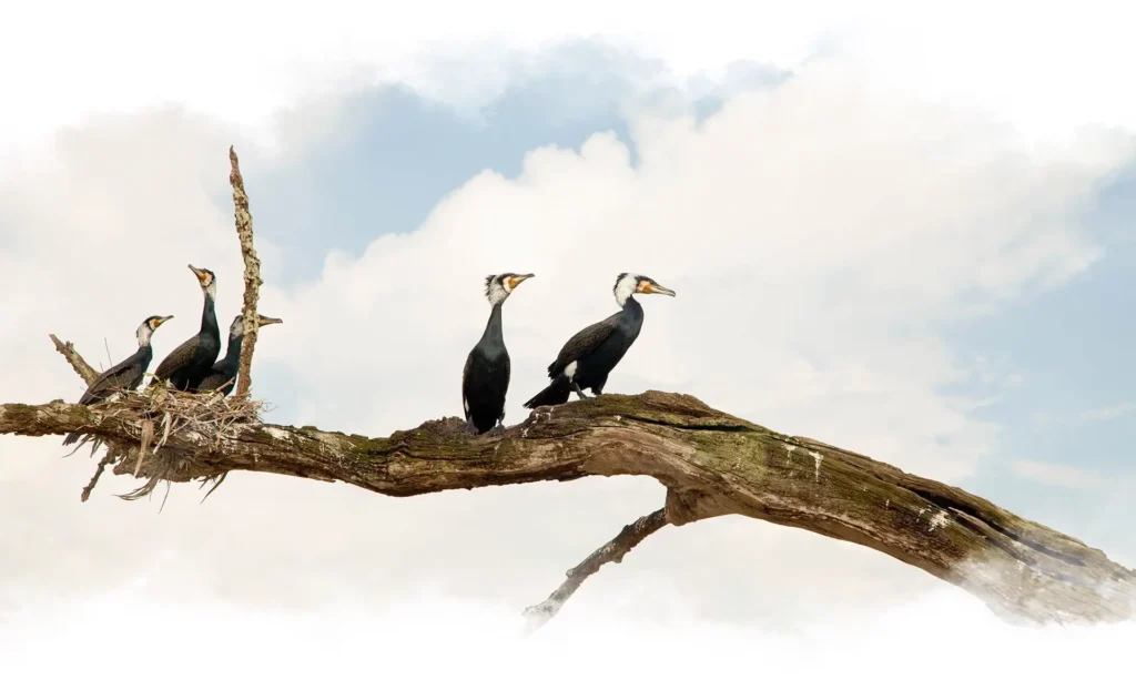 Kabini Malabar Pied Hornbills Tree