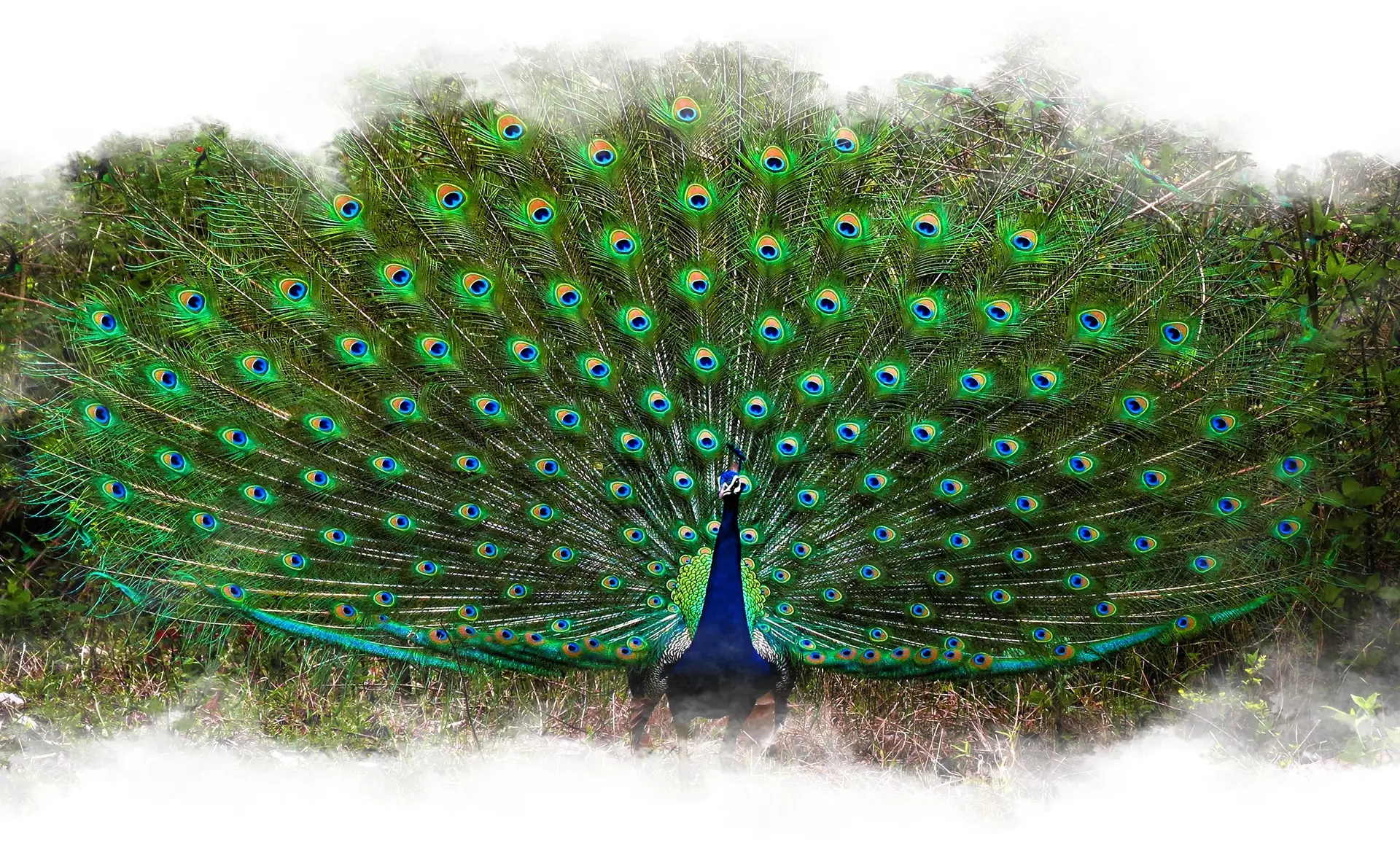 Kabini Peacock Dancing Feathers