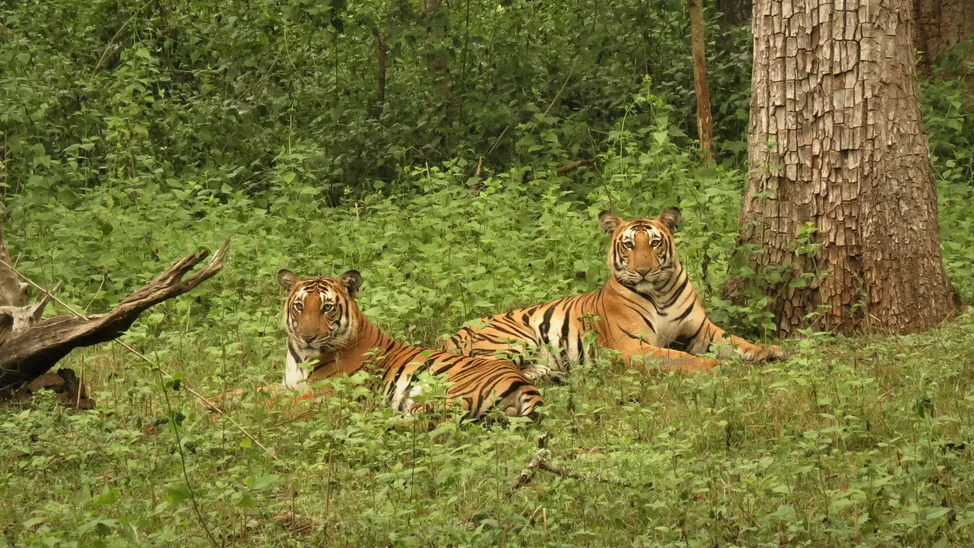 Two Bengal tigers resting in the grass during a safari in Nagarhole National Park near Waterwoods Kabini