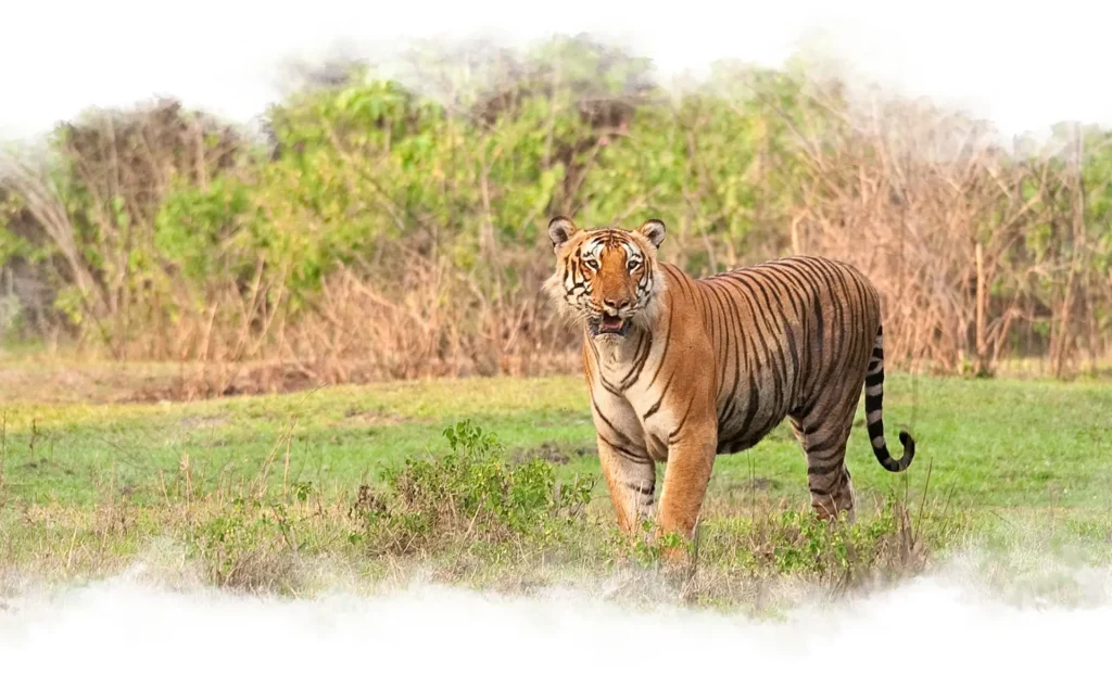 Kabini Tiger Safari Waterwoods