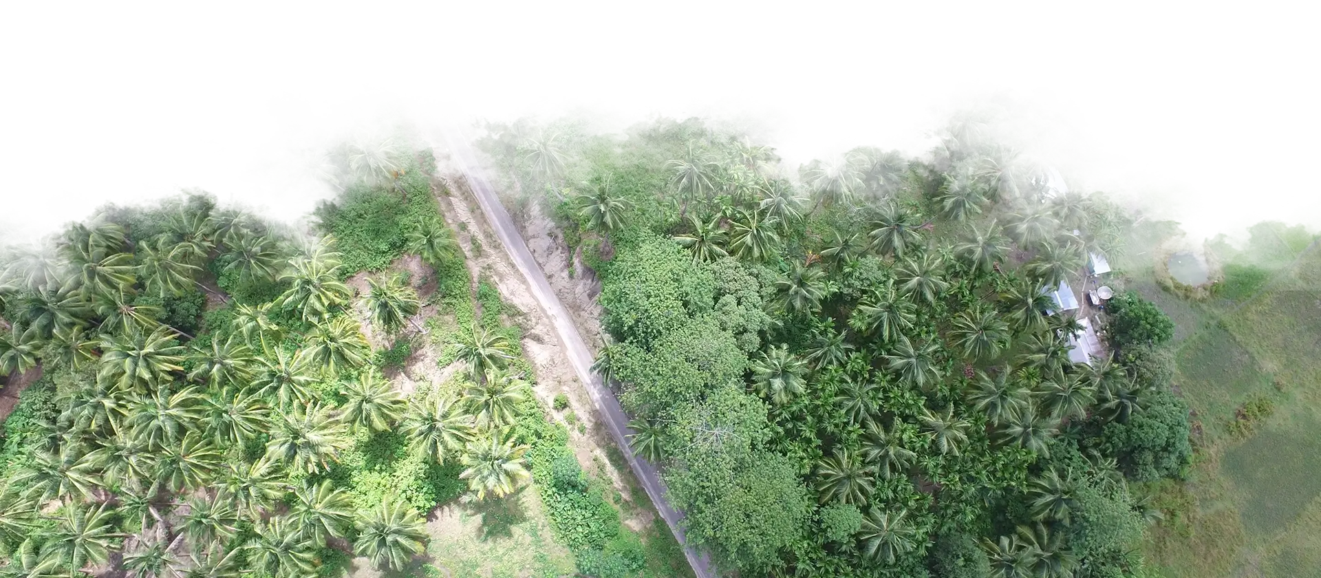 Aerial view of Waterwoods Havelock surrounded by dense coconut groves and tropical greenery in the Andaman Islands.