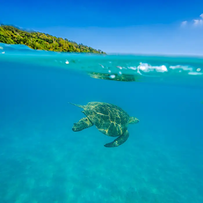 Sea turtle swimming in clear turquoise waters off Havelock Island, showcasing vibrant marine life.