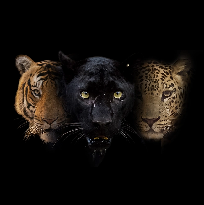 Tiger, leopard, and black panther representing Kabini’s rich big cat population