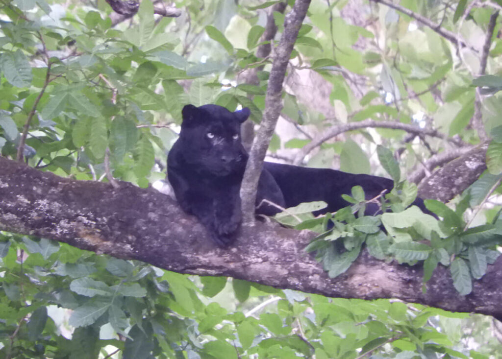 Rare black panther resting on a tree limb in Kabini forest.