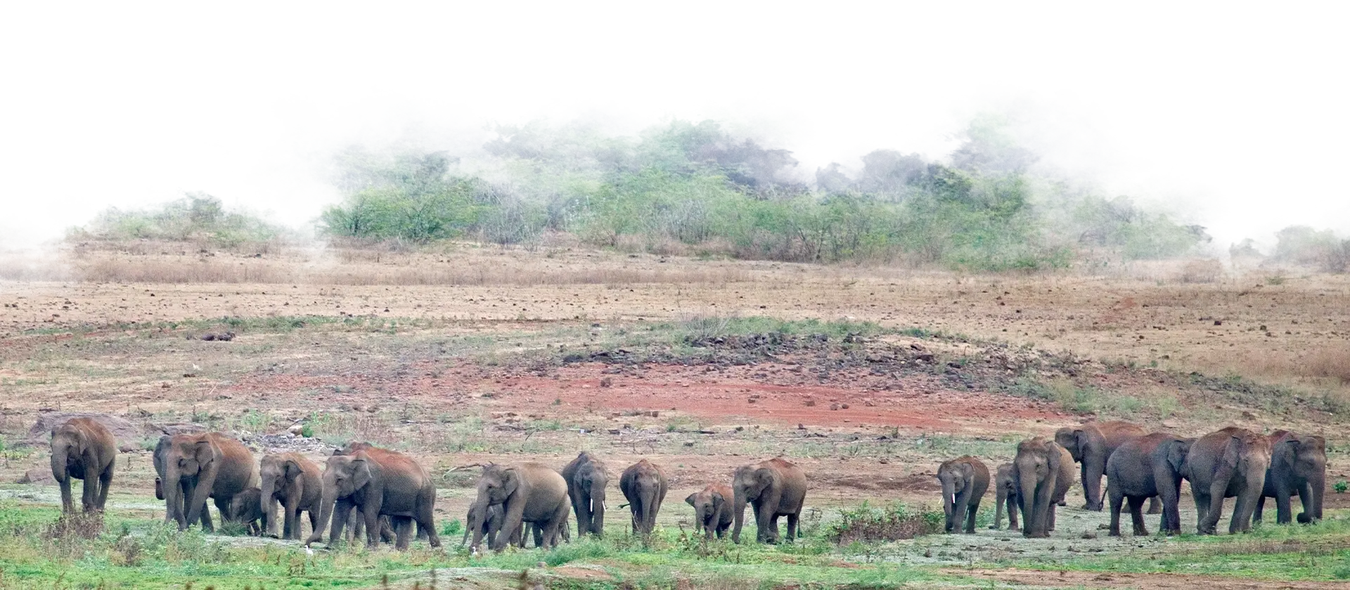 Large herd of wild elephants walking along the Kabini backwaters surrounded by mist and forest near Waterwoods Lodge