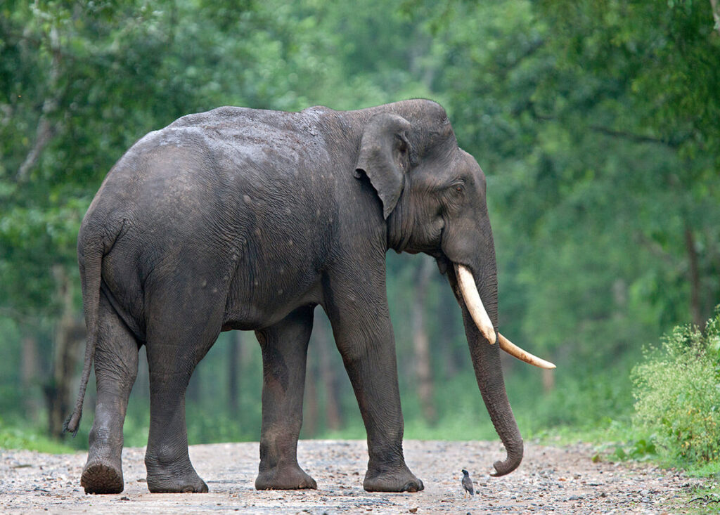 Elephant mother and calf near the river edge in Kabini.