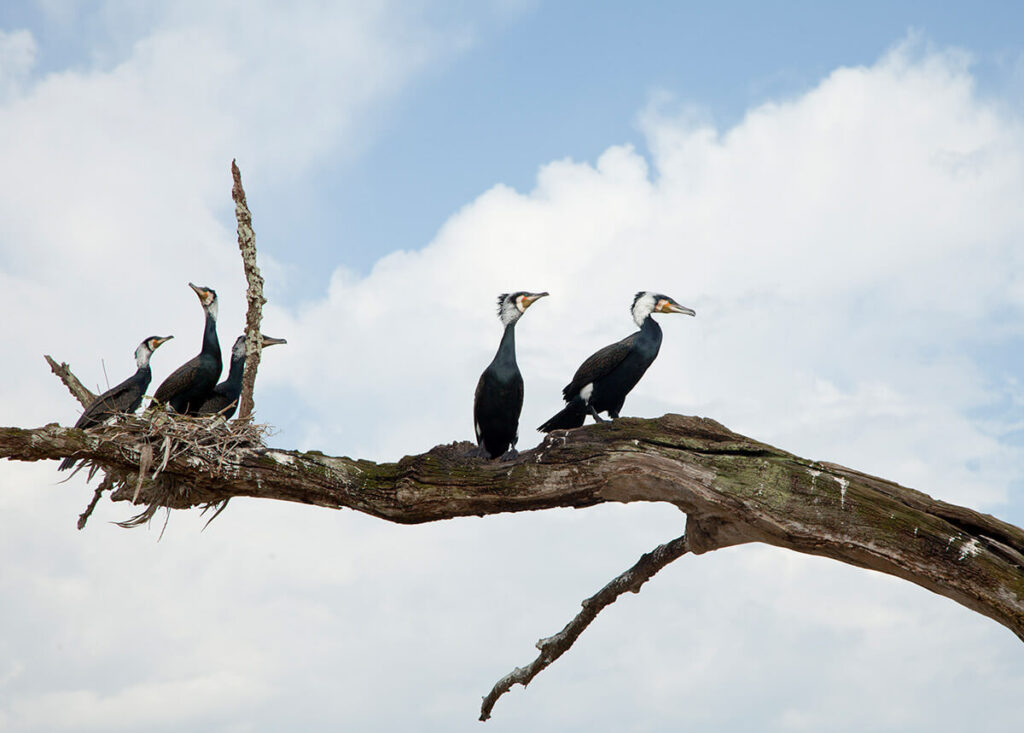 Pair of great hornbills seen during a birdwatching trail in Kabini