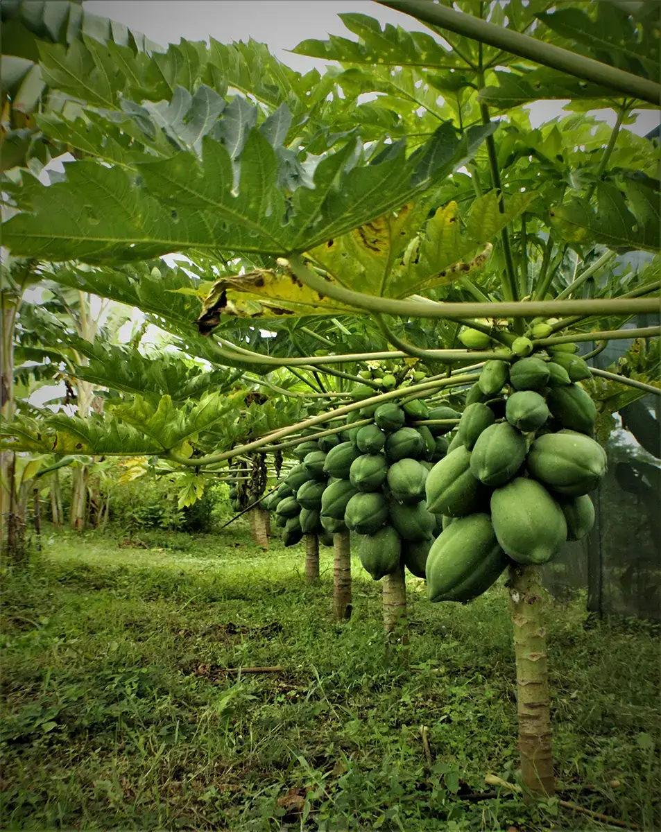 Lush papaya plantation at Waterwoods Kabini showcasing organic farming and sustainable tourism practices.
