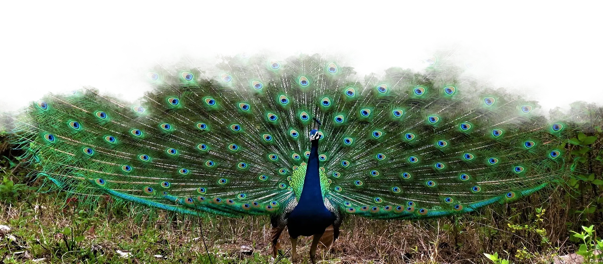Peacock displaying vibrant feathers in the wild forest near Waterwoods Kabini resort