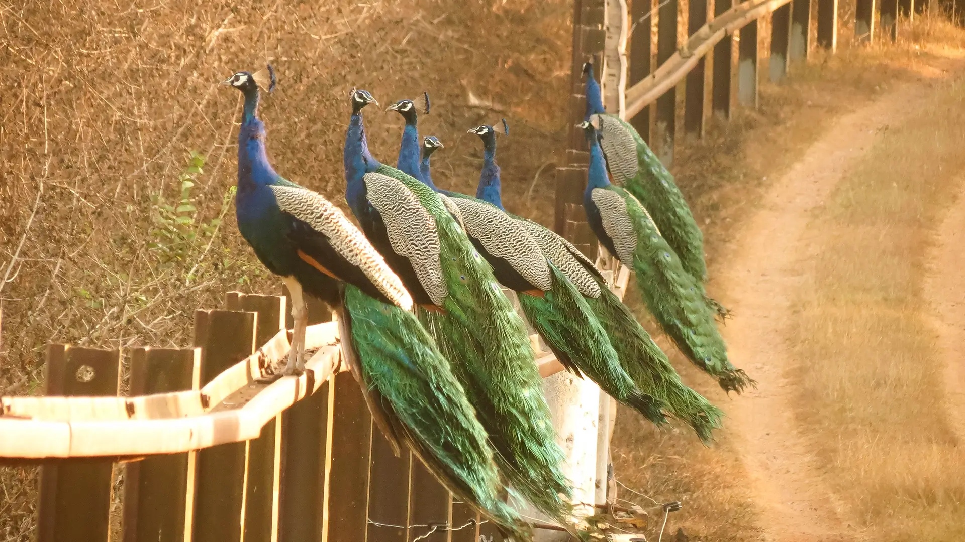 Peacocks perched on a garden wall inside Waterwoods Kabini resort