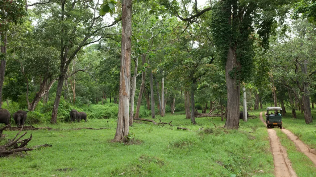 Safari jeep driving through Kabini forest with elephants grazing among tall trees near Waterwoods Lodge