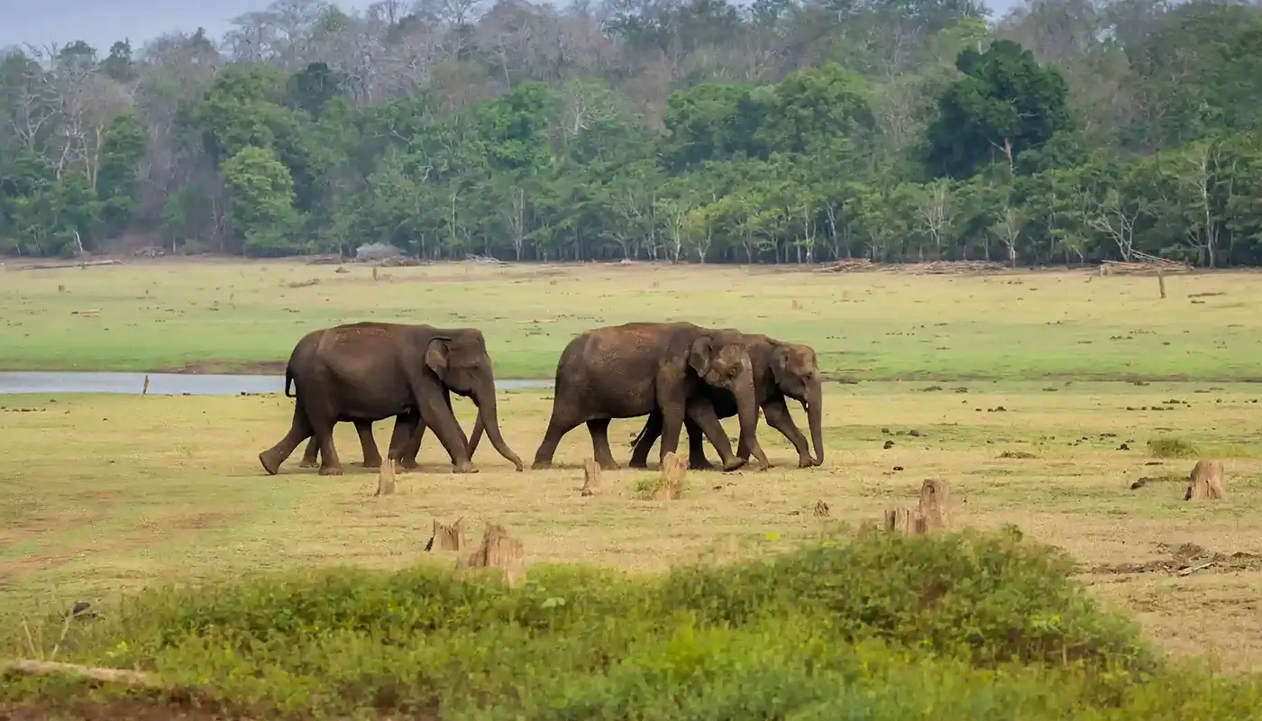 Best Time to Visit Kabini for Safaris and Photography