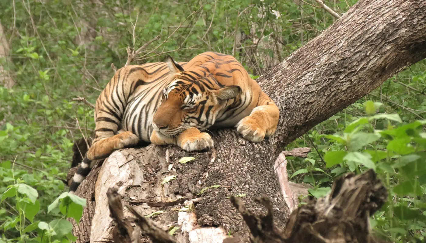 Kabini in Monsoon