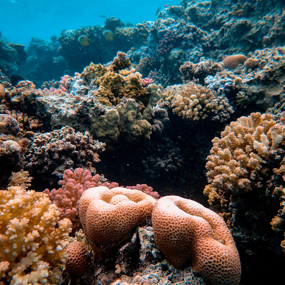 Scuba Diving in Andaman price