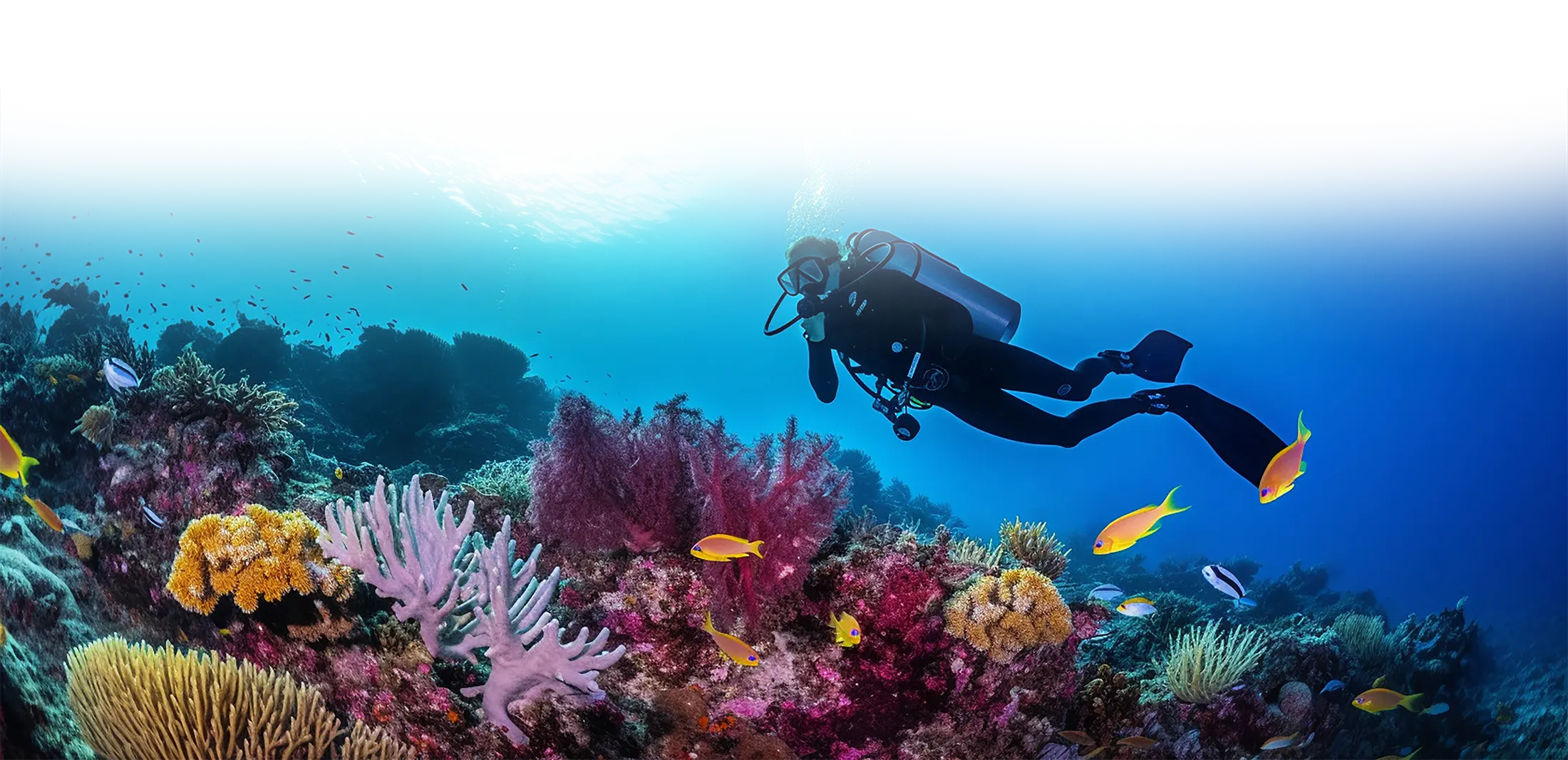 Scuba Diving in Andaman