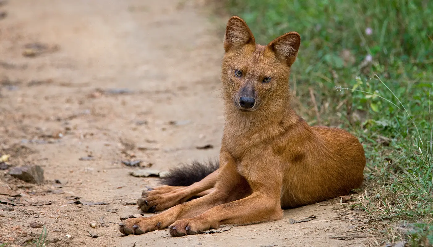 Kabini in Summer