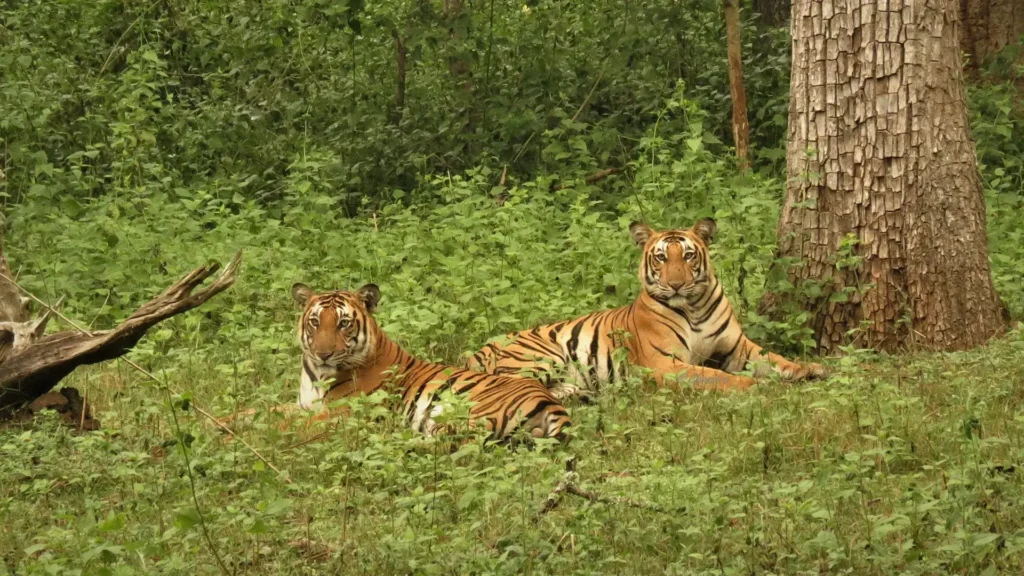 Two Bengal Tigers Resting In the Grass During a Safari in Nagarhole National Park near Waterwoods Kabini