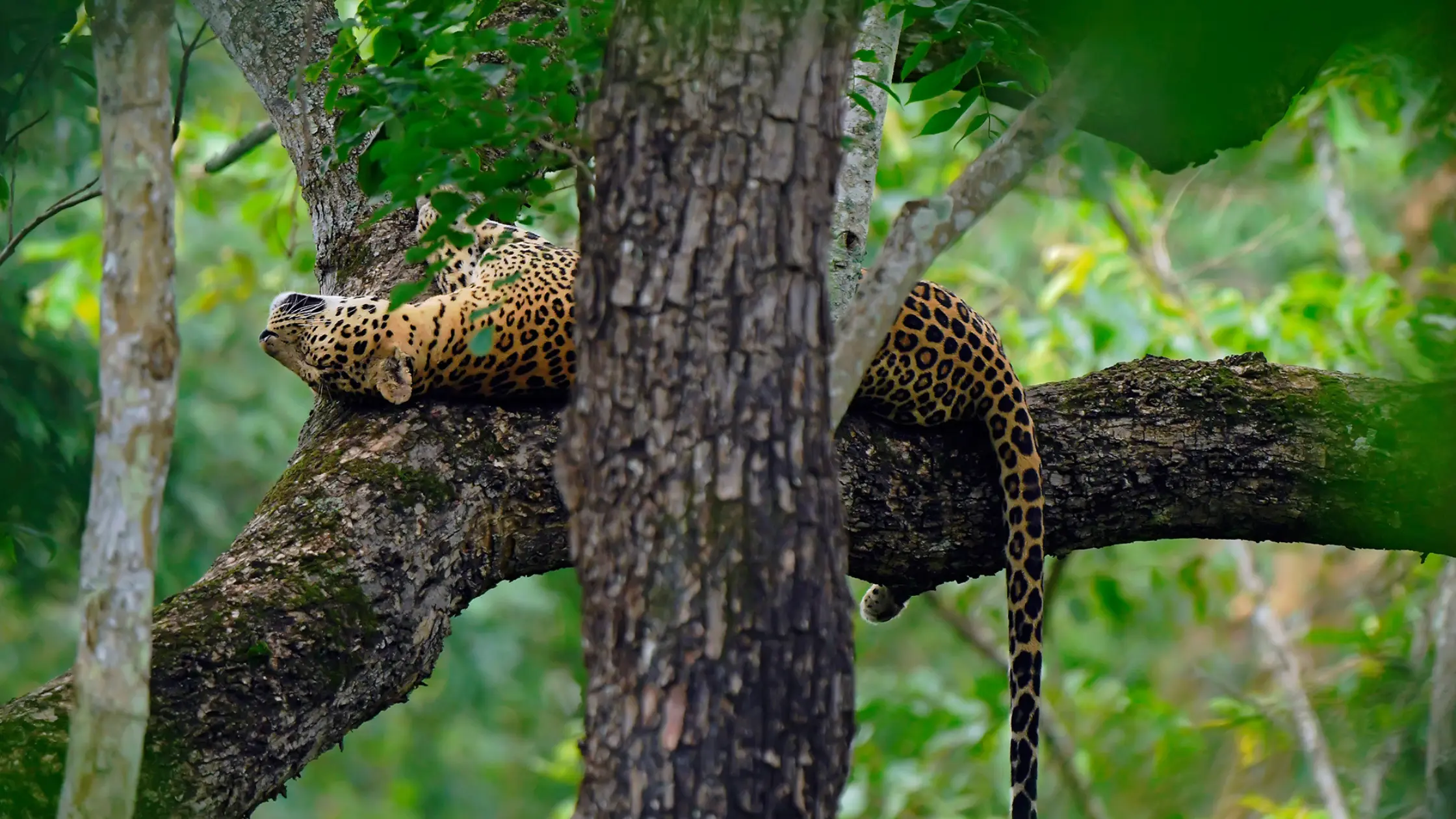 Why Kabini Is a Paradise for Wildlife Photographers