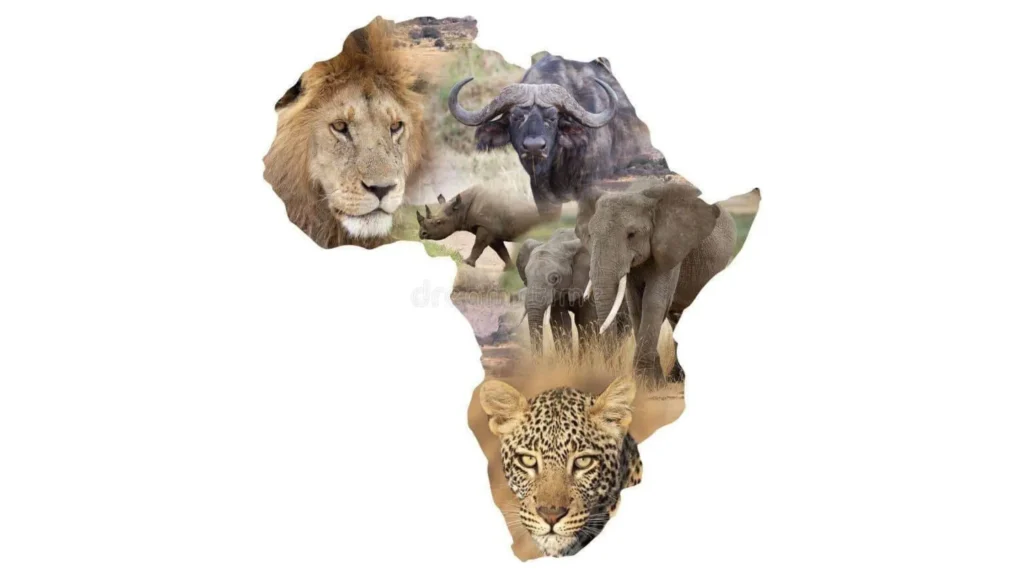 Africa Has the Big Five Does India Deserve Its Own