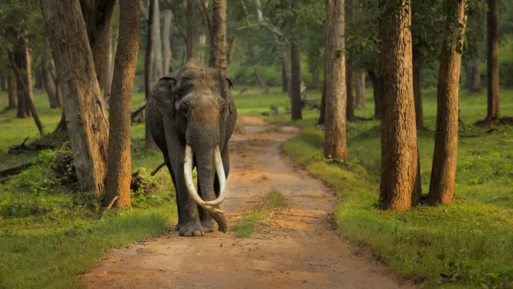 Asian Elephant