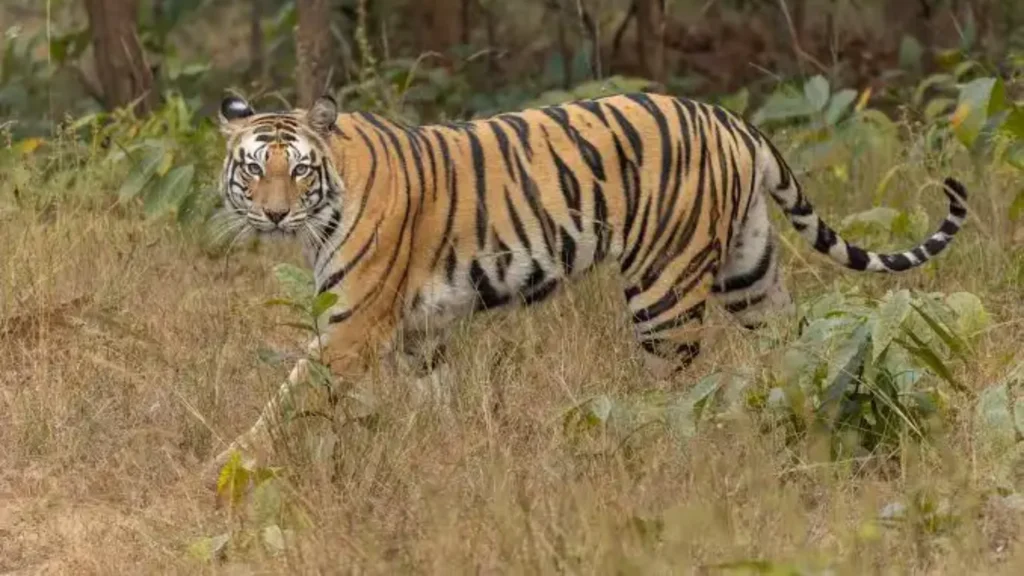Bengal Tiger