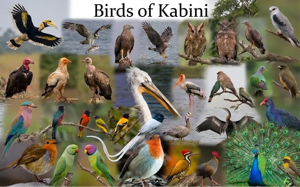 Birdwatching in Kabini With Over 250 Species to Enjoy