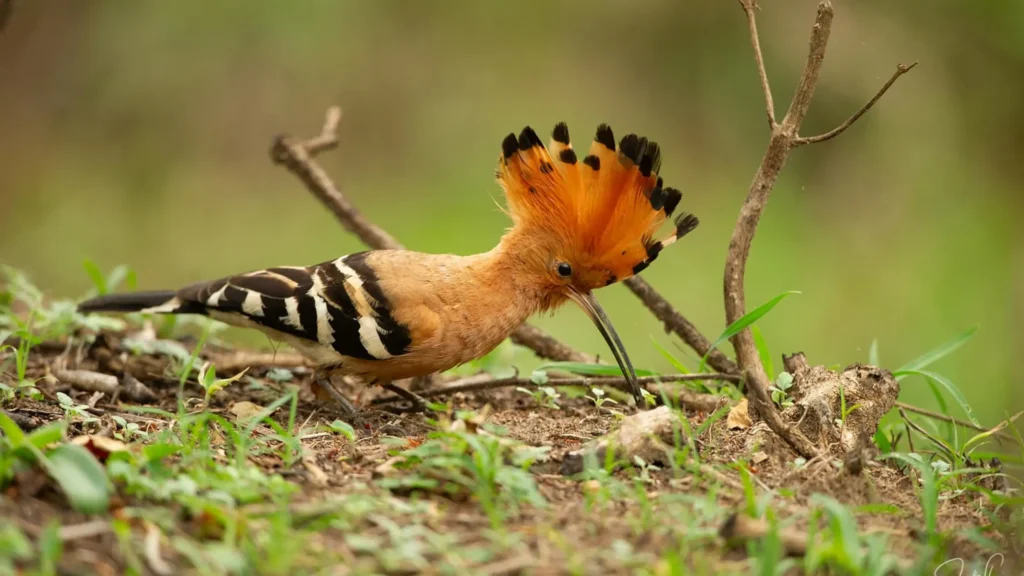 Forest Birds Kabini