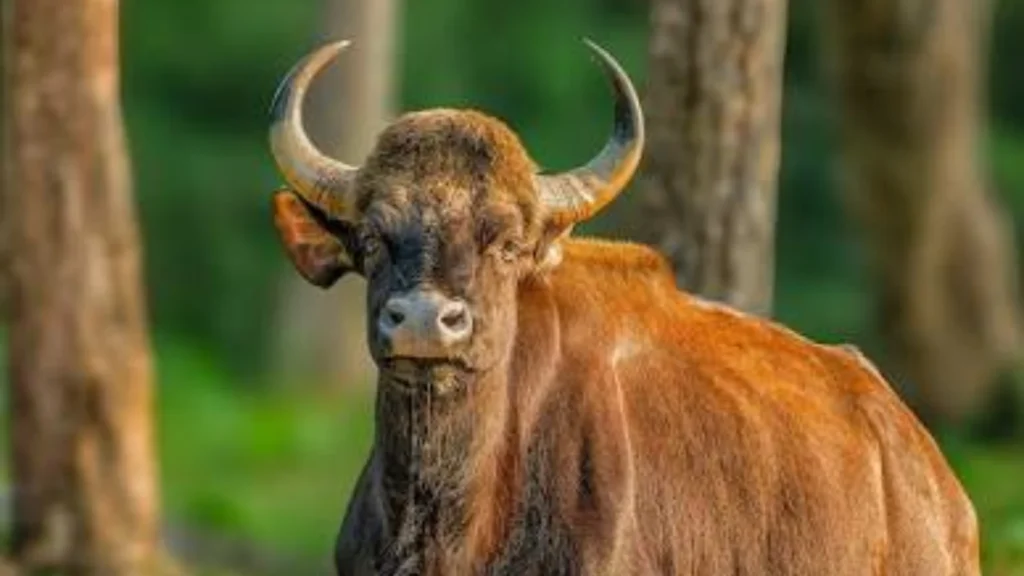 Gaur