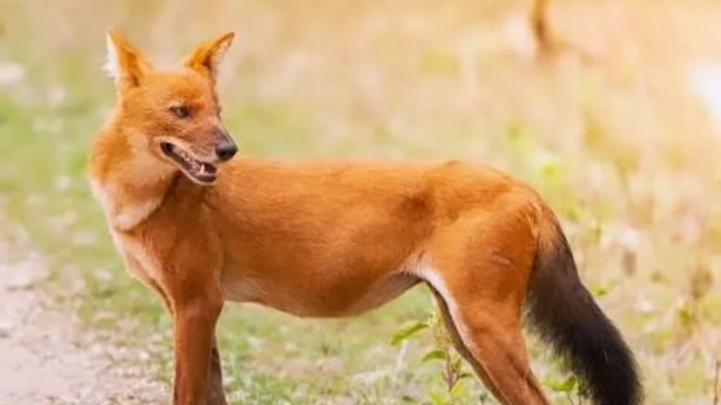 Indian Dhole