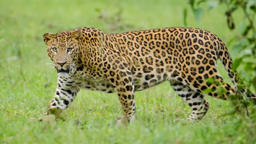 Indian Leopard