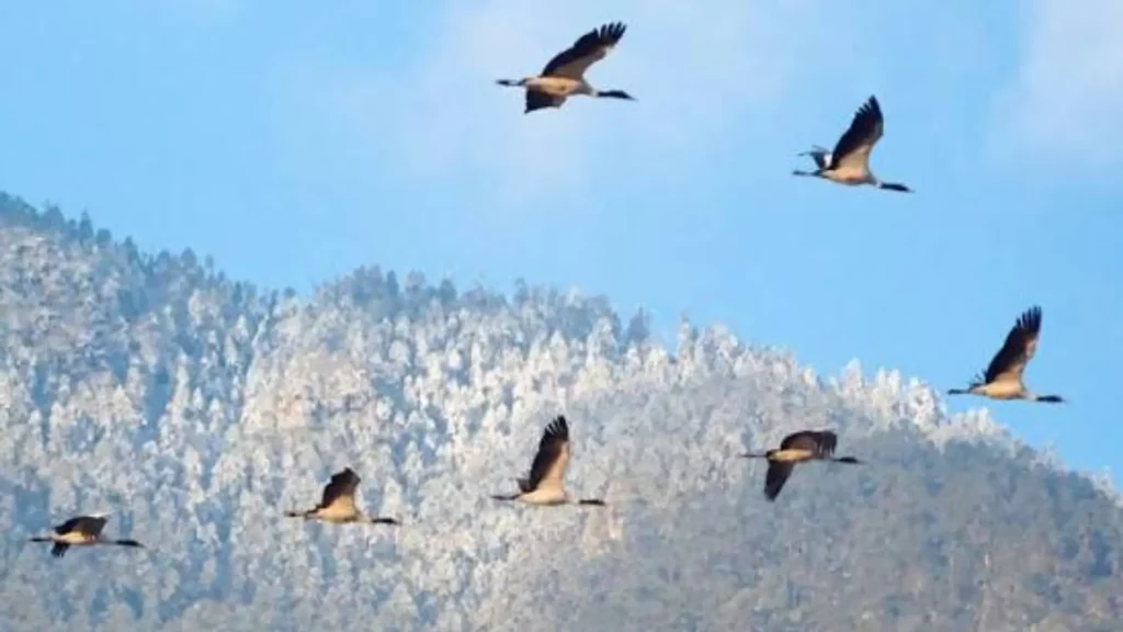 Migratory Visitors_ October to February