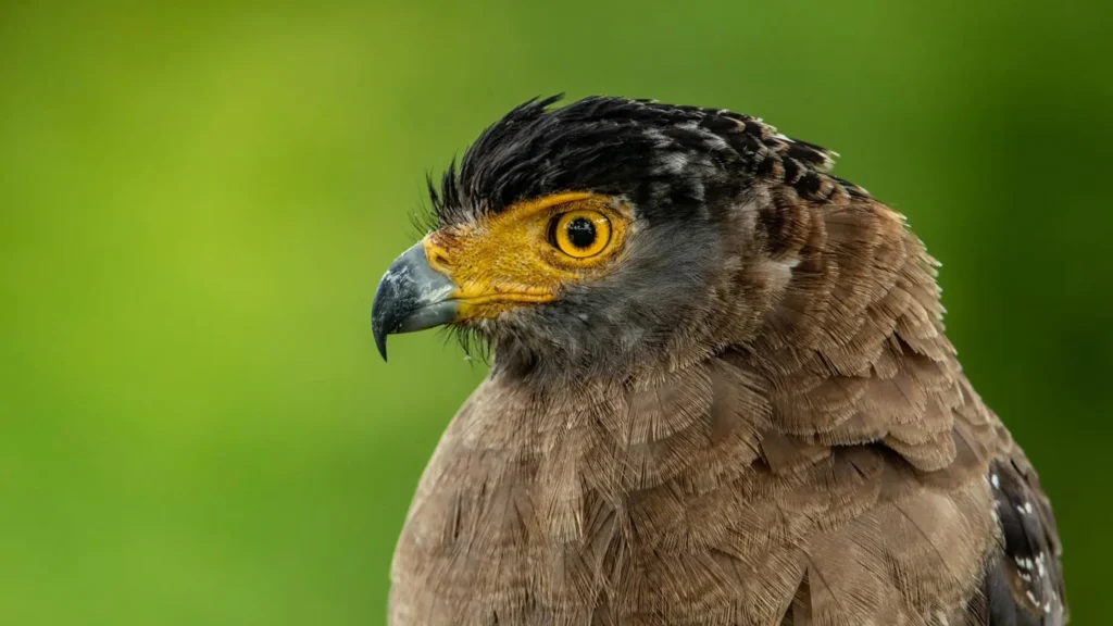 Raptors_ Kabini's Hunters
