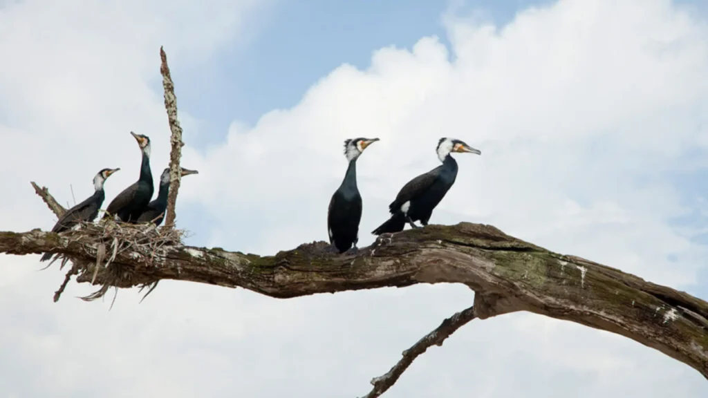 The Best Birdwatching Sites in Kabini