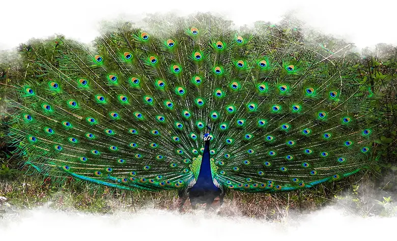 Kabini Peacock Dancing Feathers