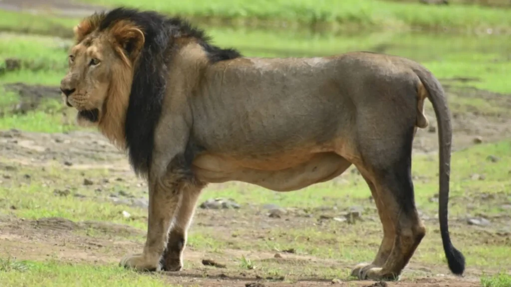 Asiatic Lion