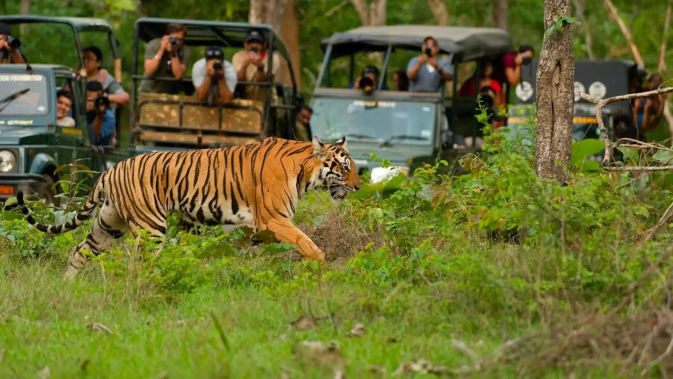 Beyond the Tiger The Wildlife That Makes Kabini Extraordinary