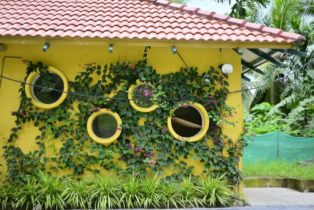 Yellow wall at Waterwoods Havelock covered with green creepers and circular windows framed by tropical plants.