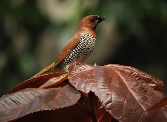 Small finch-like bird perched on brown leaves in Kabini jungle.