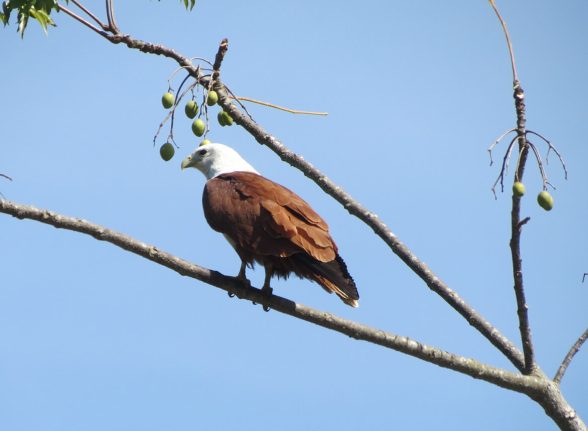 Brahminy kite soaring over Kabini forest canopy.