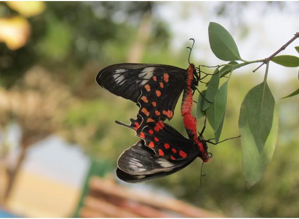 Bright butterfly resting on a green leaf in Kabini jungle.