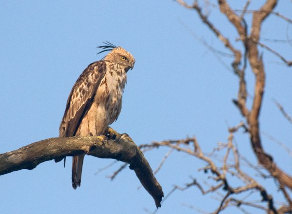 Crested eagle perched high on a bare treetop in Kabini.
