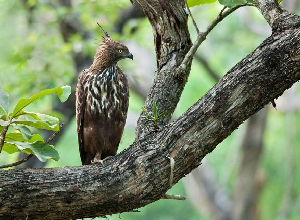 Crested hawk-eagle perched on a tree branch in the dense green forests of Kabini.