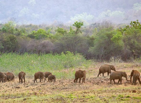 Group of wild elephants walking together in Kabini National Park