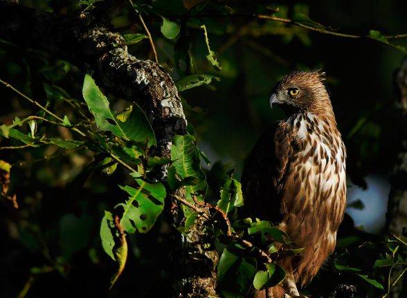 Brown hawk eagle among tree branches in Kabini forest.