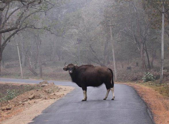 Indian bison crossing a forest road in Kabini wildlife sanctuary